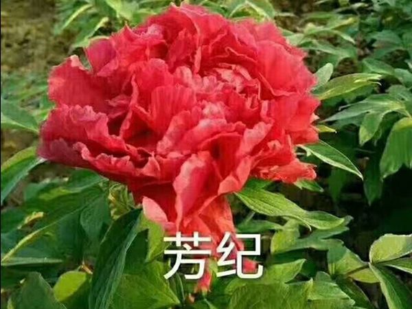 芳纪